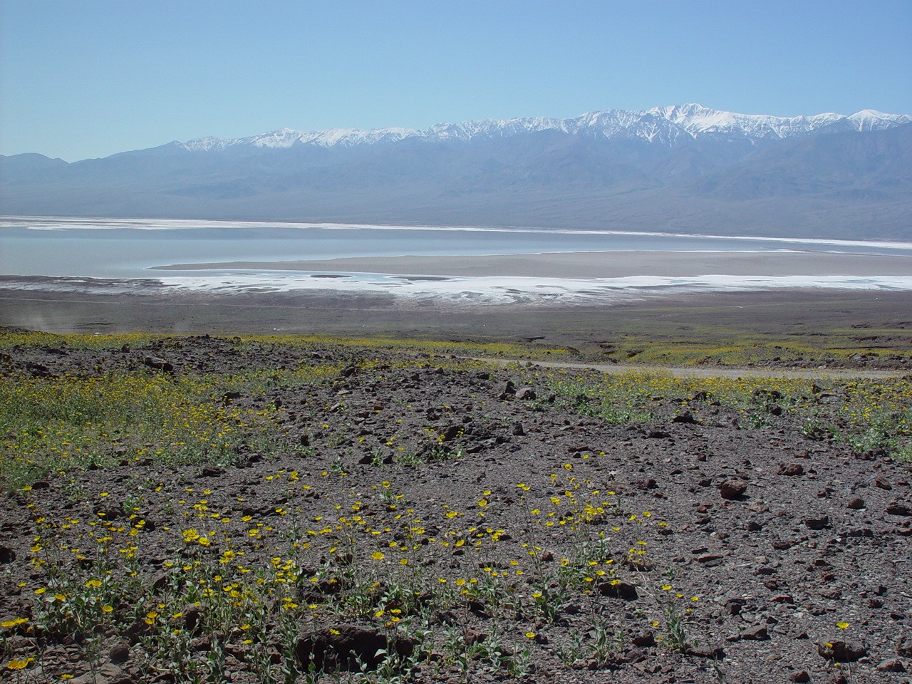 Blooming desert and flooded playa (2005)