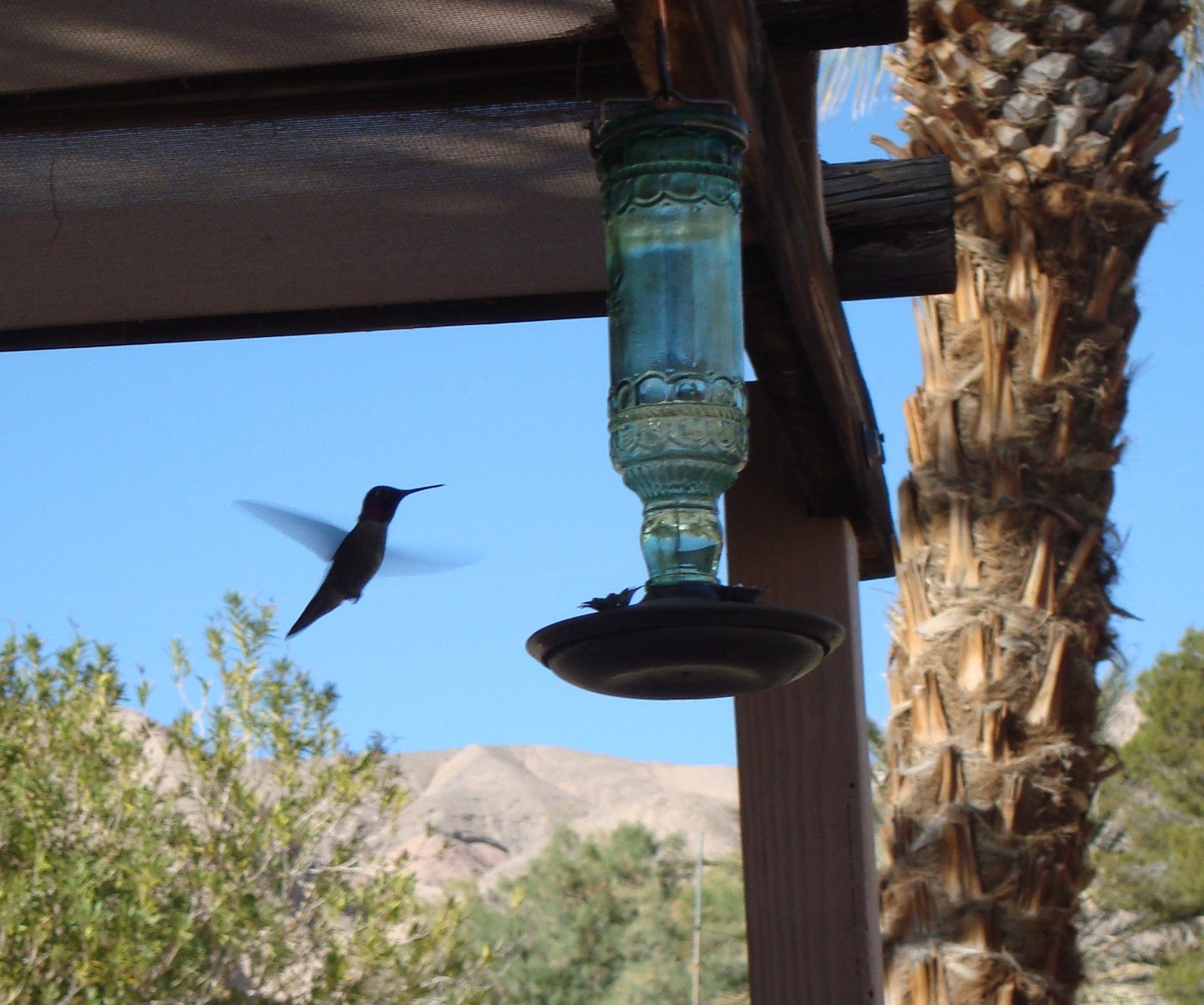 Hummingbird at China Ranch (2015, courtesy Dorthy Fang)