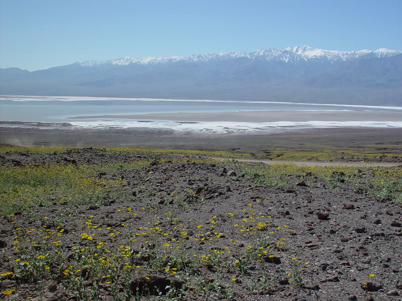 Blooming desert and flooded playa (2005)