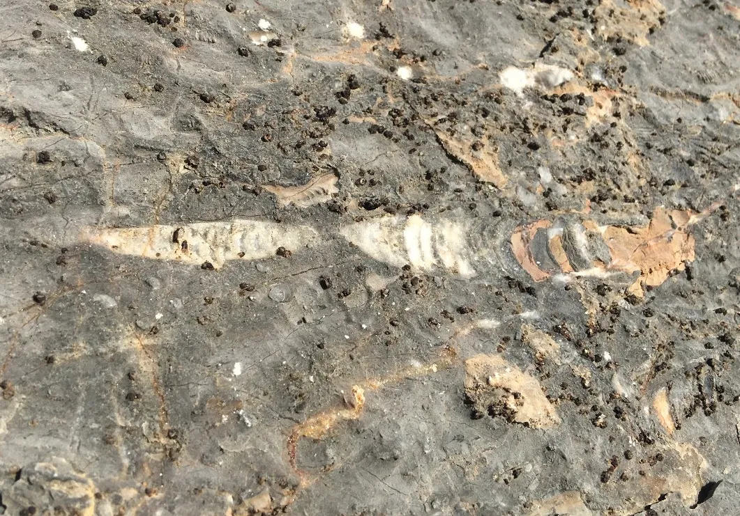 Straight nautiloid with internal sediment and cement, Mississippian limestone (2017, courtesy Simon Wan)