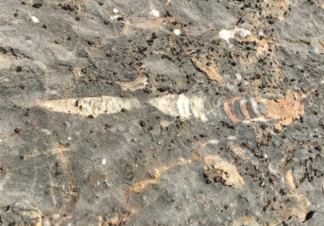 Straight nautiloid with internal sediment and cement, Mississippian limestone (2017, courtesy Simon Wan)