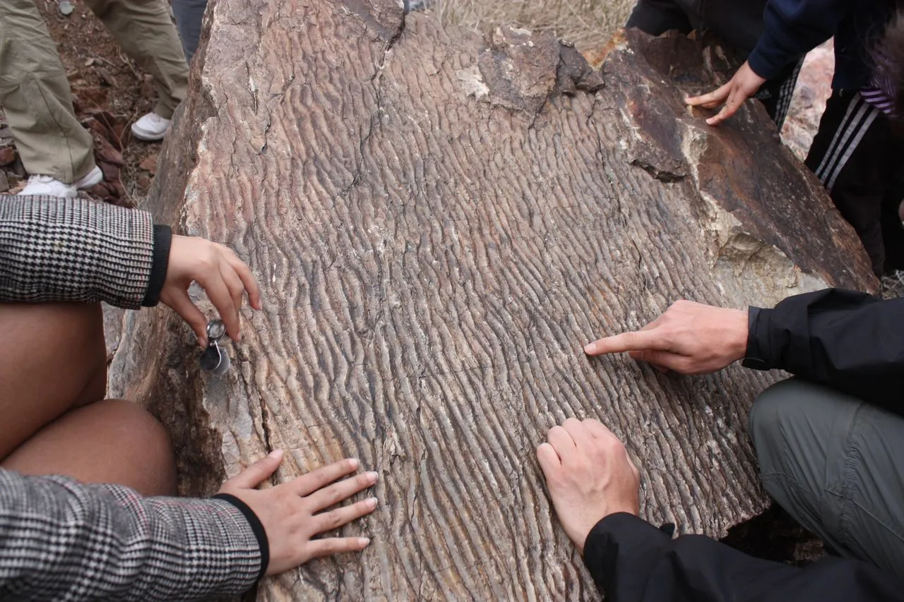 Wave-rippled Cambrian sandstone(2015, courtesy Kirsten Arnell)